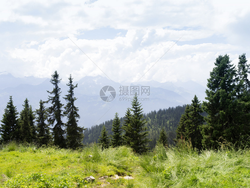 贝亚登堡 瑞士旅行晴天松树全景场景植物群草地花朵天空环境图片