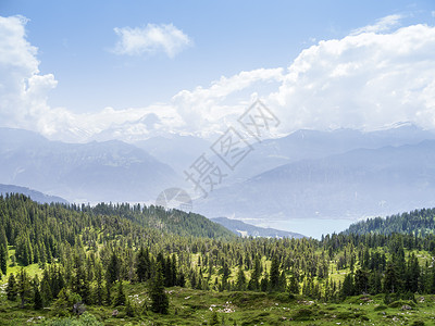 贝阿滕贝格贝亚登堡 瑞士公园季节草地晴天旅游场地松树植物群全景花朵背景