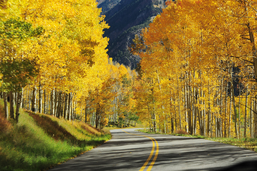 秋季公路车道黄色运输叶子森林季节图片