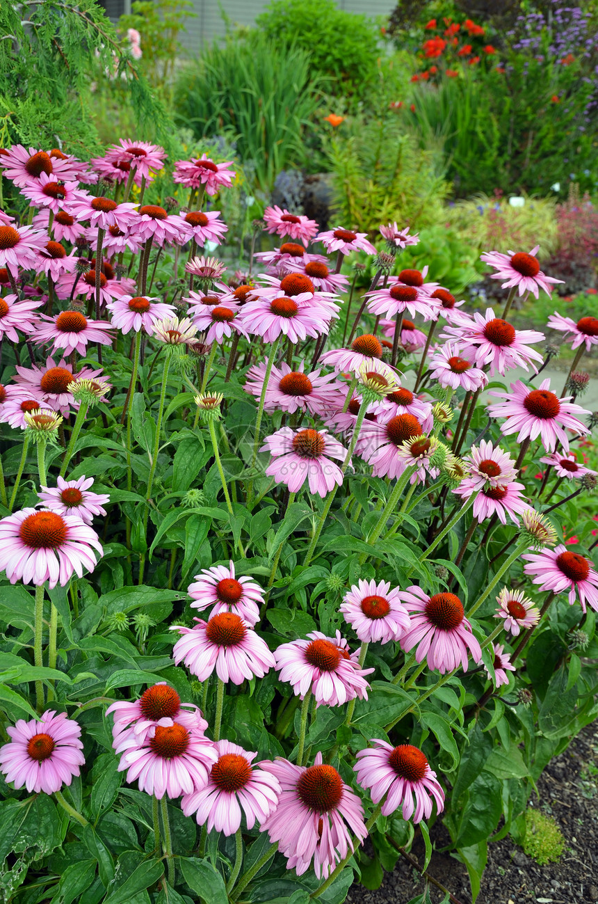 紫色菜茶花花园花瓣植物群植物园艺花朵庭园图片