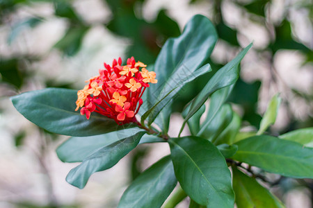 红花花粉美丽植物公园仙丹花蜜生长花瓣星星花店背景图片