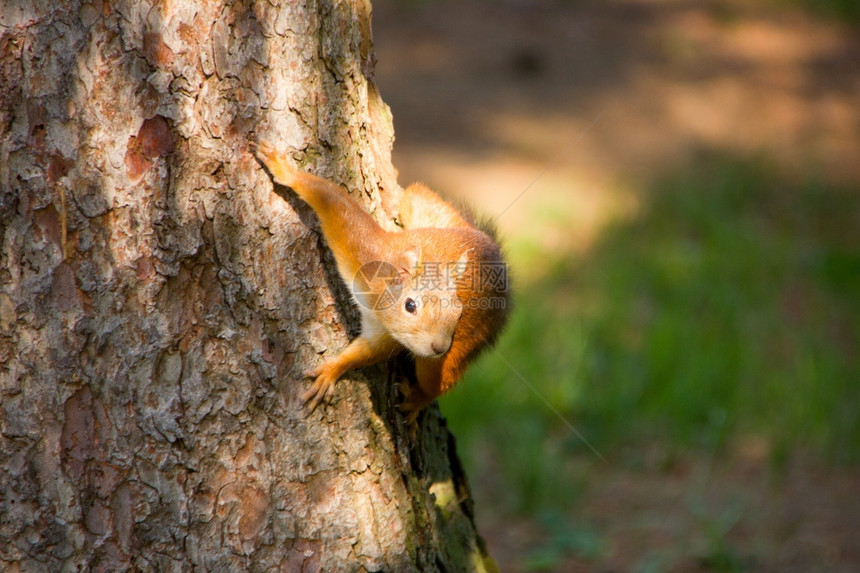 美丽的红松鼠坐在树上图片