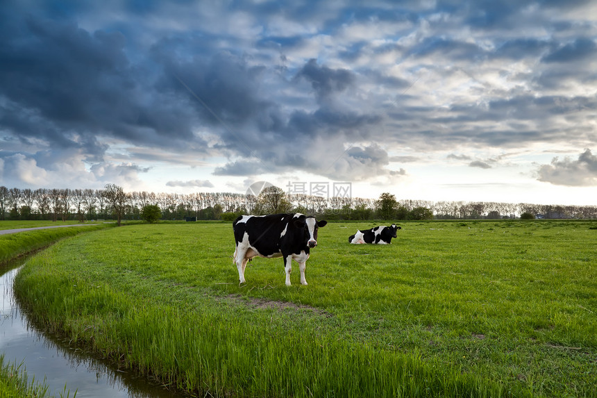 牧场上的黑白奶牛动物场地天空风景阳光蓝色农田农村农场草地图片