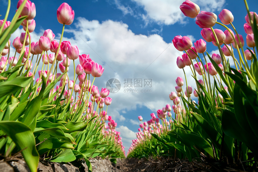田地上的粉红种植郁金香图片