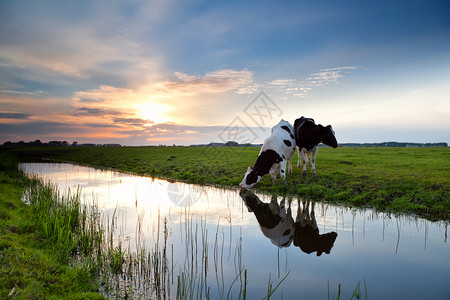 日落时放牧牛牛农村农场地平线阳光反射牧场动物日出运河蓝色背景图片