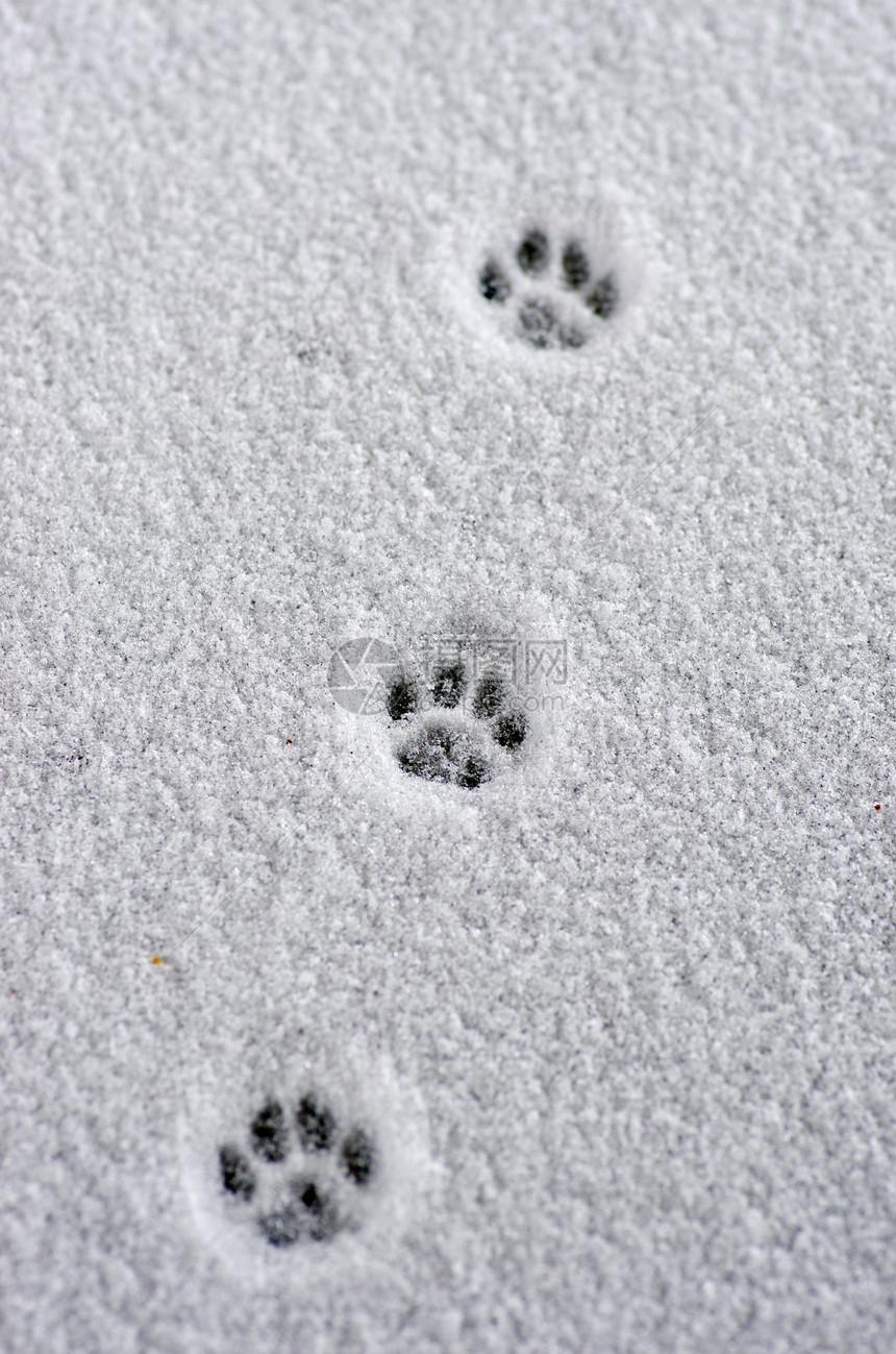 清雪上的青春痕迹对角线蓝色宏观天气野生动物脚印小狗旅行打印季节图片