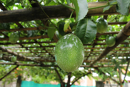 激情果亚热带水果幼果背景图片