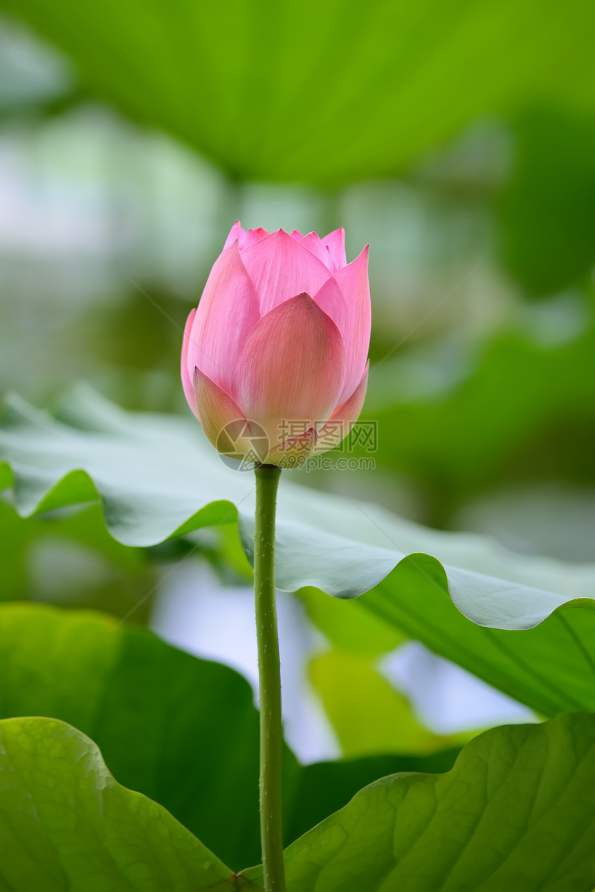 盛开的莲花花生物学荷花植物植物学花园叶子核桃属异国莲花状繁荣图片