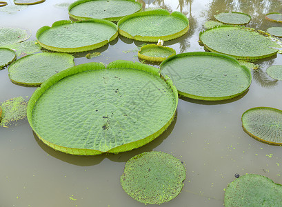植物拓染巨大的漂浮莲花 吉安亚马逊河水利背景