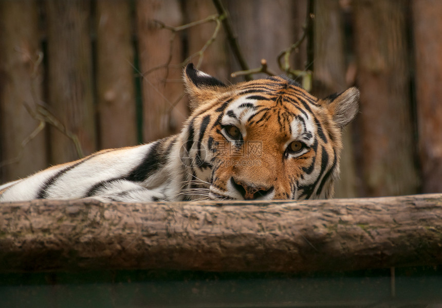 豹式吉格里斯荒野捕食者推介会监狱豹属哺乳动物跑道攻击性老虎动物园图片