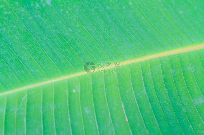 香蕉叶特写植物学热带植物植物群细胞绿色植物生长静脉树干植被图片