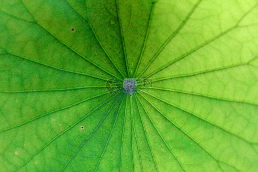 绿叶植物群生长环境森林静脉植物学插图植物季节花园图片