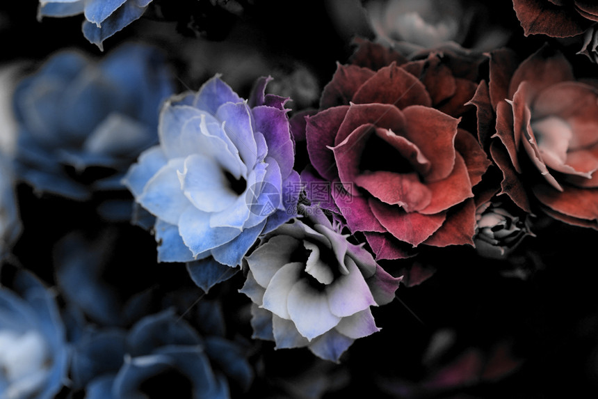 卡兰乔花花花纪念日女士花瓣庆典展示蓝色周年宏观疗法生物学图片