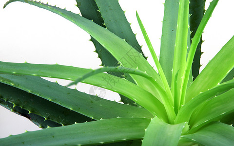 Aloe 阴阳凝胶面霜果汁芦荟植物芦荟汁概念白色背景图片