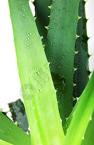 Aloe 阴阳凝胶芦荟果汁白色芦荟汁面霜植物概念背景图片