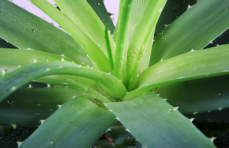 Aloe 阴阳概念白色果汁凝胶芦荟汁芦荟面霜植物背景图片