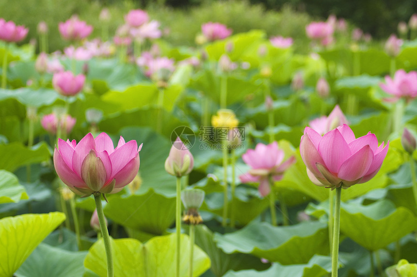 莲花花粉色绿色树叶百合生活池塘植物花瓣图片