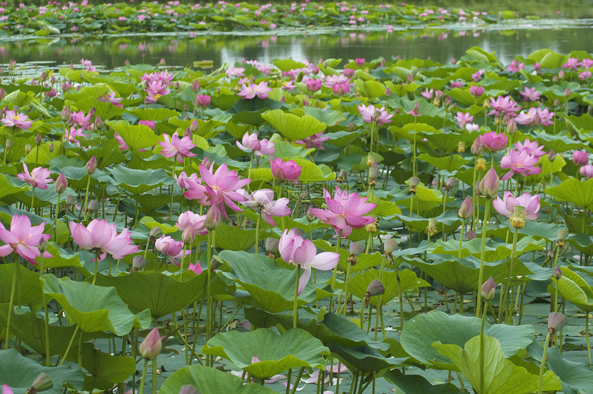 莲花花百合树叶生活植物绿色池塘粉色花瓣图片