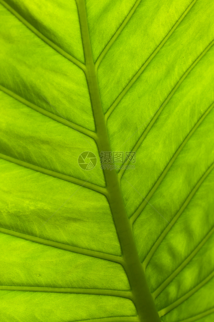 叶子草本生态草本植物绿色生长植物学静脉植物群环境植物图片