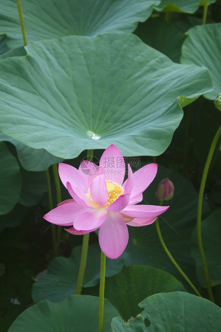 莲花花生活池塘花瓣粉色植物树叶百合绿色图片