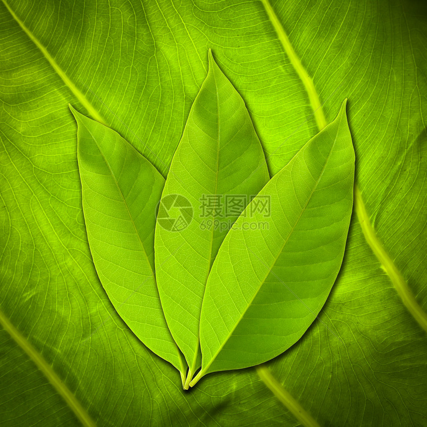 叶子草本静脉草本植物环境生态植物学植物树叶绿色生长图片