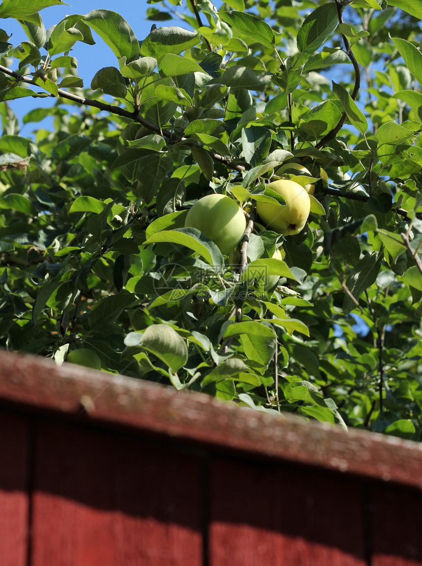 花园围栏后面的绿苹果绿色季节农场分支机构园艺栅栏食物水果红色叶子图片