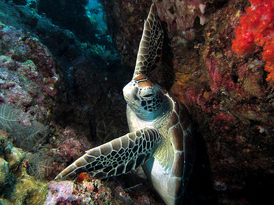 海龟控股蓝色的覆膜高清图片