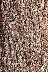 树干材料植物粮食森林木材皮肤环境木头背景图片