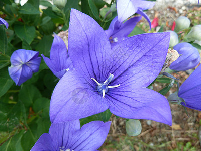 紫花瓣绿色花瓣紫色背景图片