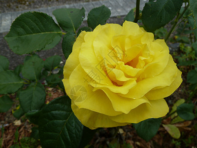 黄玫瑰花瓣背景图片