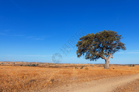 蓝色天空背景的小麦田中的单树木头风景季节孤独草地地平线生态树干环境橡木夏天高清图片素材