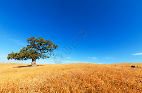 蓝色天空背景的小麦田中的单树草地土地叶子木头地平线季节孤独农村生态风景环境高清图片素材