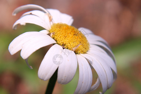 白黛西园林花卉白色草地背景图片