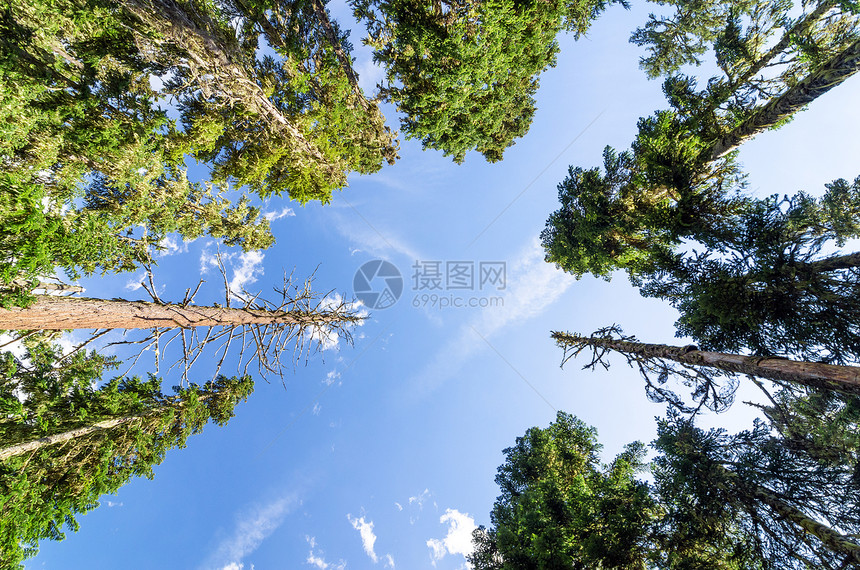 高树松树季节木头针叶树天空针叶绿色棕色森林锥体国家图片