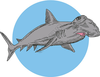锤头鲨鱼游泳背景图片