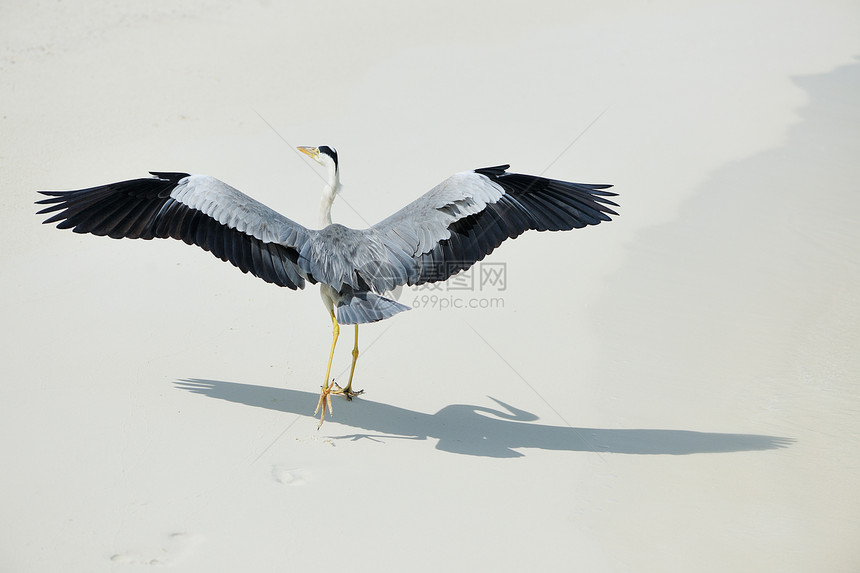 沙滩的海绵热带海滩荒野野生动物灰色白色海洋旅行海岸白鹭图片