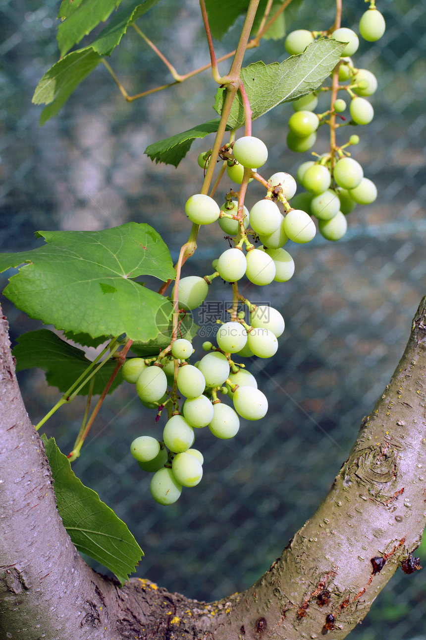 成熟的葡萄绿色农场酒厂植物藤蔓饮料叶子幼苗葡萄园生长图片