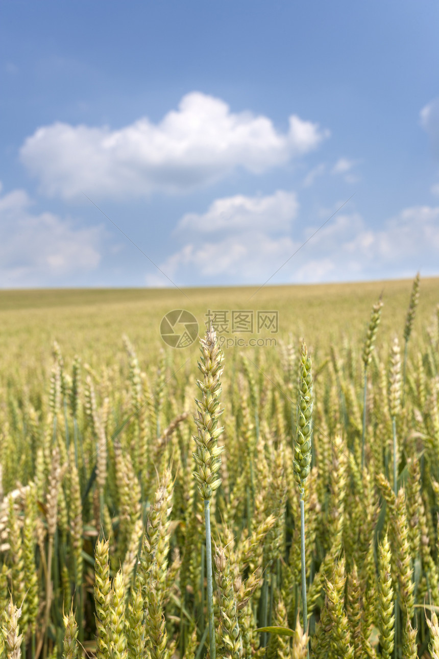 小麦田收获地平线大麦环境农场黄色太阳光天气风光生长图片