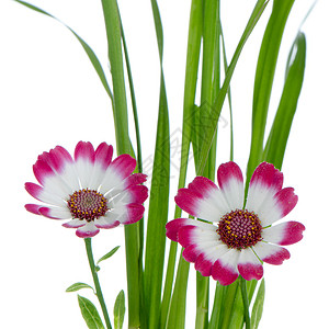 美丽的粉红花和绿草明信片温泉雏菊紫色植物花园礼物植物群花瓣花束背景图片