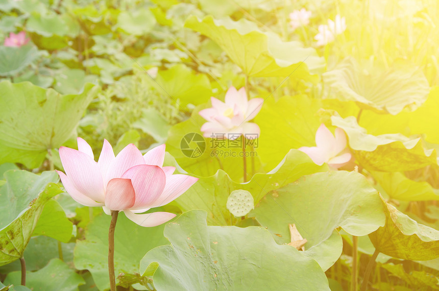 早月莲农场植物树叶美丽植物群百合精神花瓣花园阳光图片