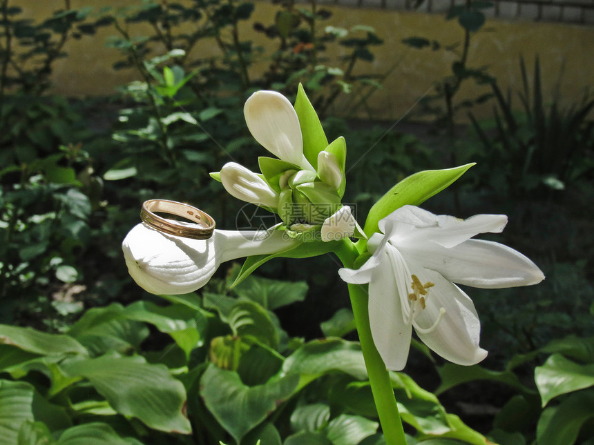 白百合花和戒指的分枝图片