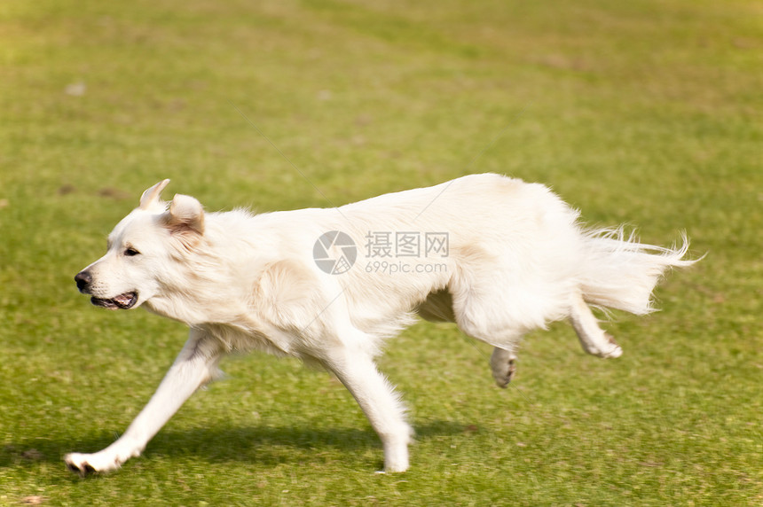狗赛跑会议竞赛训练舞步猎犬宠物比赛跑道秀场图片