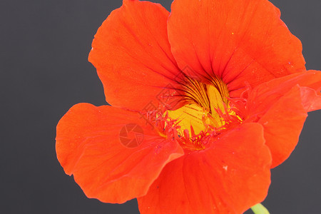 旱金莲花瓣橙子植物花园年度背景图片