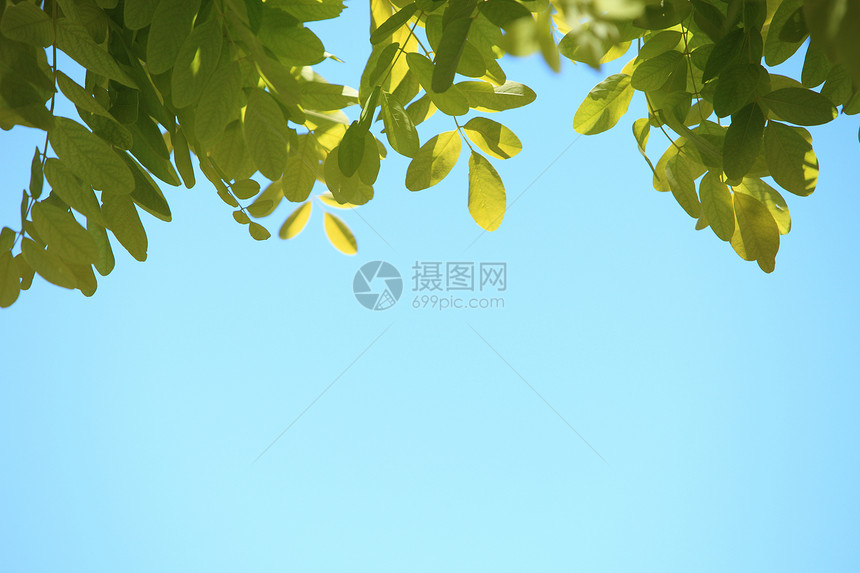 蓝色天空的青绿新树叶图片