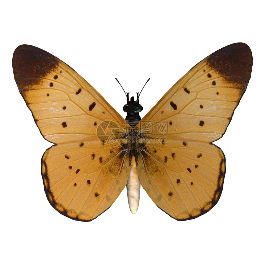 黄花蝴蝶橙子翅膀生活昆虫季节白色图片
