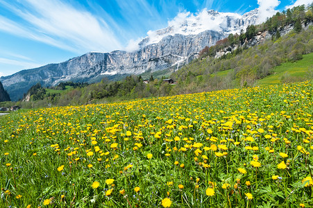 洛伊克巴德带有花层的字段绿色场景爬坡叶子场地顶峰蓝色旅行草地天空背景