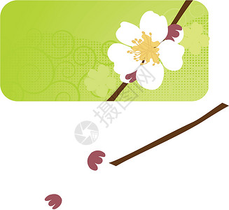 福岛樱花 沙仓花曲线叶子花瓣季节压痛插图植物墙纸枝条插画