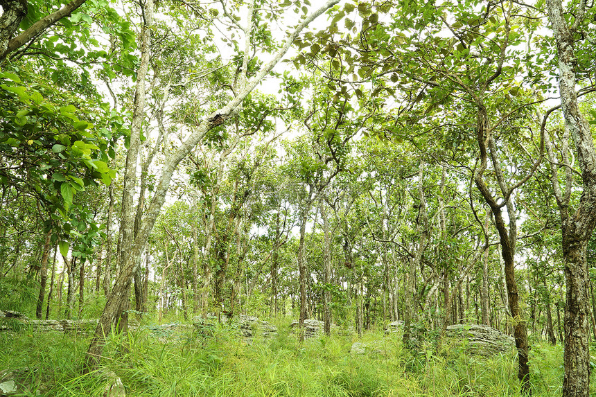 塔海兰热带雨林农村公园天空季节风景植物群旅行生长荒野热带图片