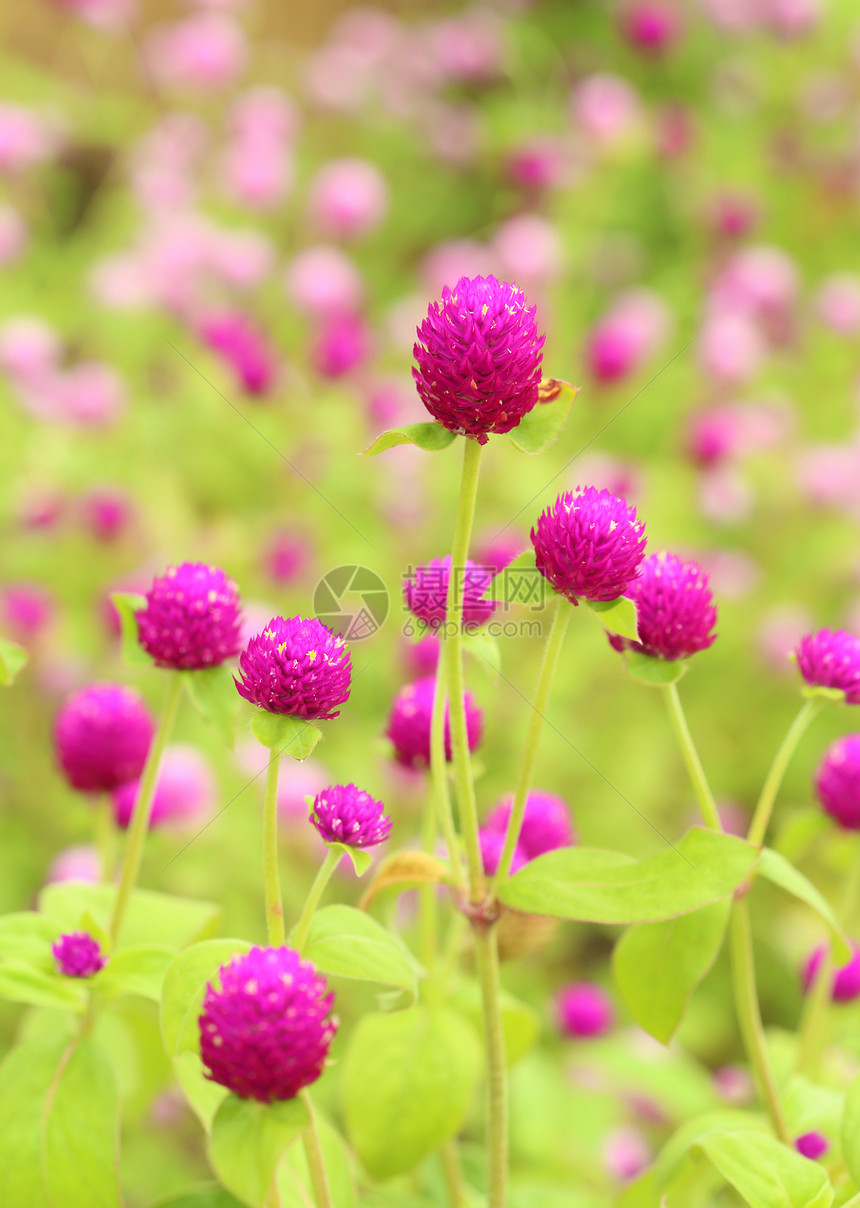 千日红或花地球植物群花园园艺墙纸香气植物学场地宏观团体图片