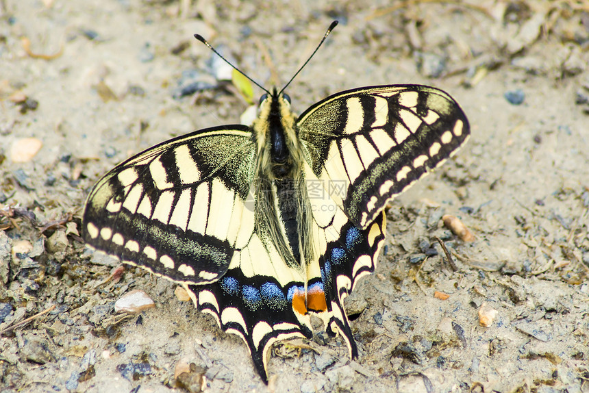 燕尾蝴蝶 帕皮利奥马恰翁黄色昆虫植物黑色翅膀地面花蜜野生动物红色白色图片